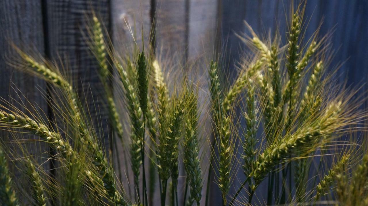 Peldmaja Διαμέρισμα Pāvilosta Εξωτερικό φωτογραφία